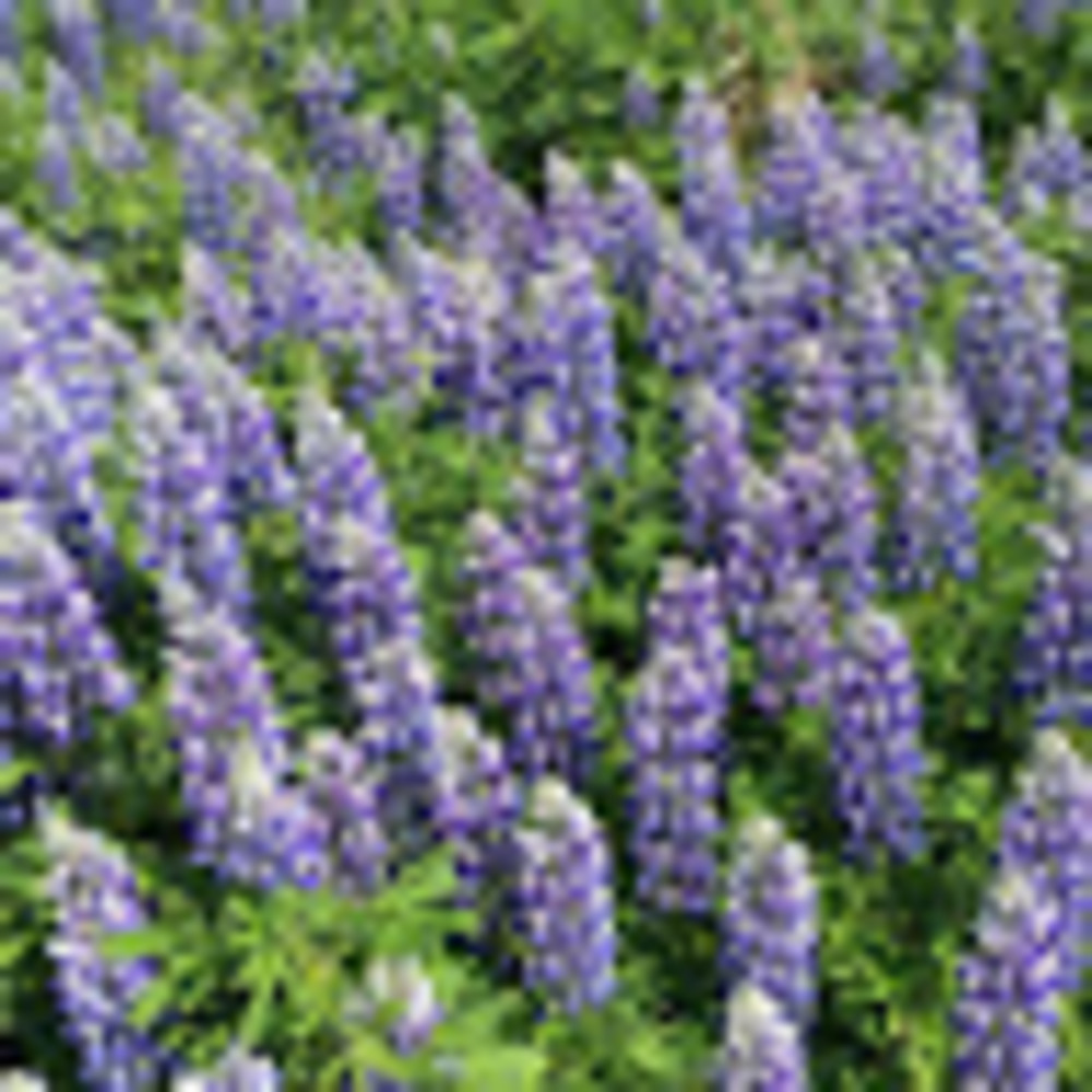 Meet your Posher, F's music